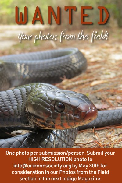 OrianneSociety's tweet photo. DEADLINE FOR SUBMISSION IS MAY 30, 2018
We want your photos from the field!
To submit your photo entries, send ONE high-res photo to info@oriannesociety.org with the subject line "photo from the field" and include your name and the subject species name in the body of the email. https://t.co/nr3ninwvSD