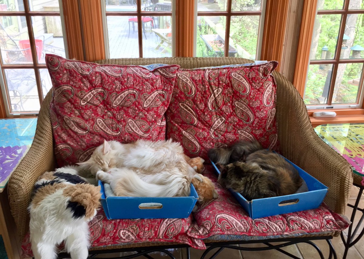 AmfsbAnne's tweet photo. #BoxKitties  @natureisamazing! #Cats https://t.co/Pon25VQ0fW