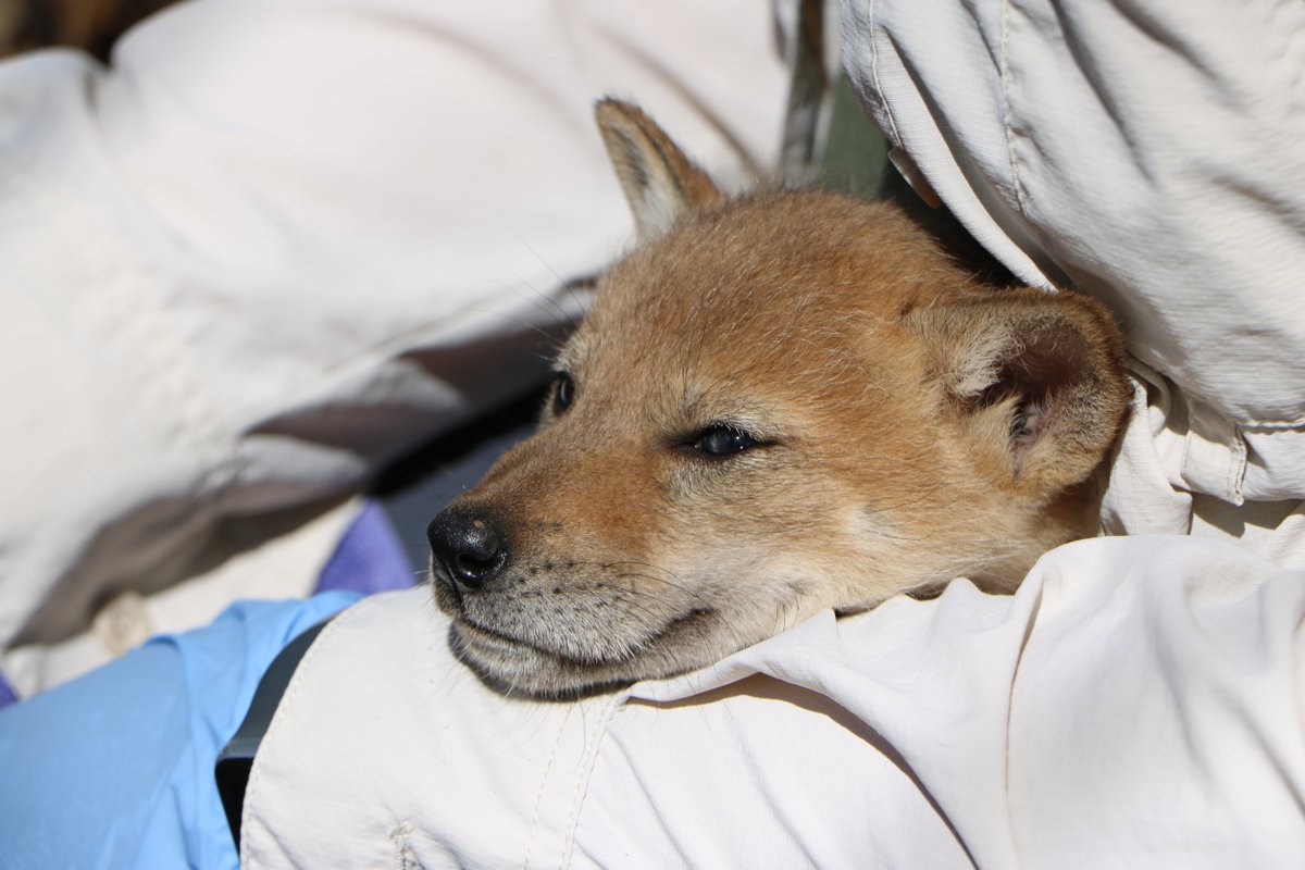 FPDCC's tweet photo. #CoyoteWeek: These little pups couldn’t do you much harm, but did you know there has not been a single coyote bite or attack reported on humans in northeastern Illinois? Tips for co-existing with urban coyotes: https://t.co/yjwg8kXZWh https://t.co/3VlWAIJeAK