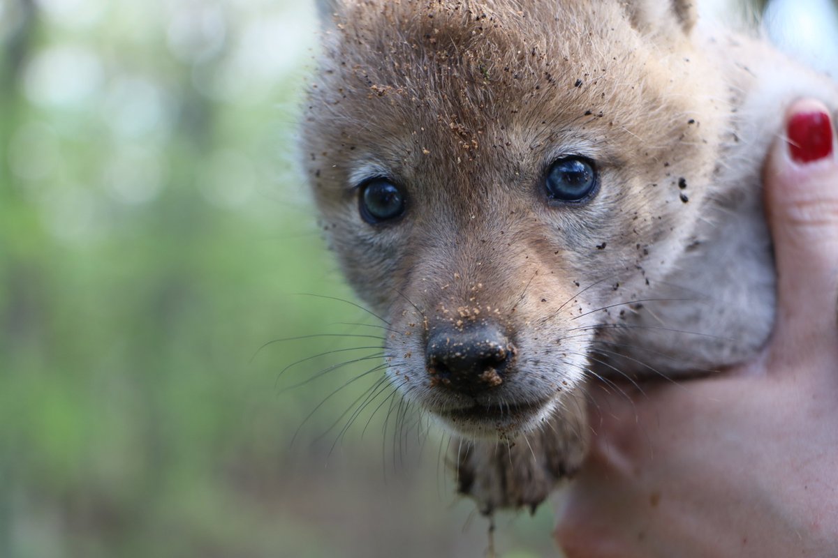 FPDCC's tweet photo. #CoyoteWeek: These little pups couldn’t do you much harm, but did you know there has not been a single coyote bite or attack reported on humans in northeastern Illinois? Tips for co-existing with urban coyotes: https://t.co/yjwg8kXZWh https://t.co/3VlWAIJeAK