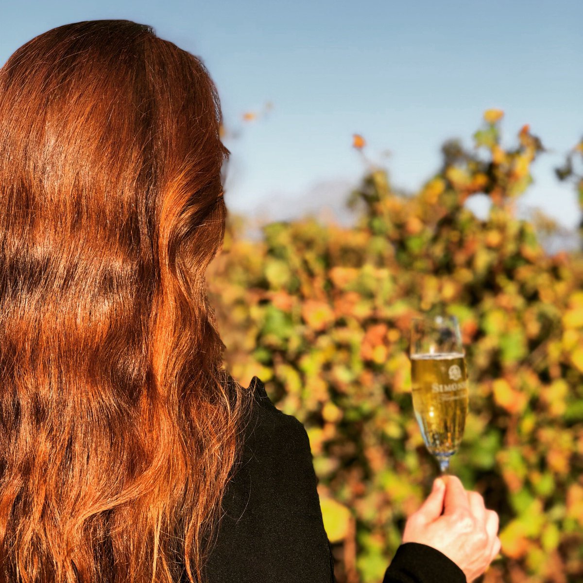 SimonsigWines's tweet photo. It’s a perfect day for some wine tasting 👌🥂❤️
#sipSimonsig #visitWinelands #visitSimonsig https://t.co/gADpW77nW3