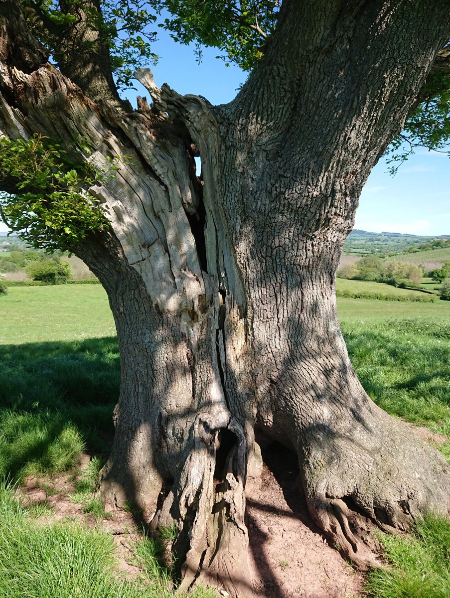 Another great #ancient #pollard #oak #tree on Offa @NationalTrails @thetreehunter @MonCountryside @AncientTreesATF #trees #veterantrees