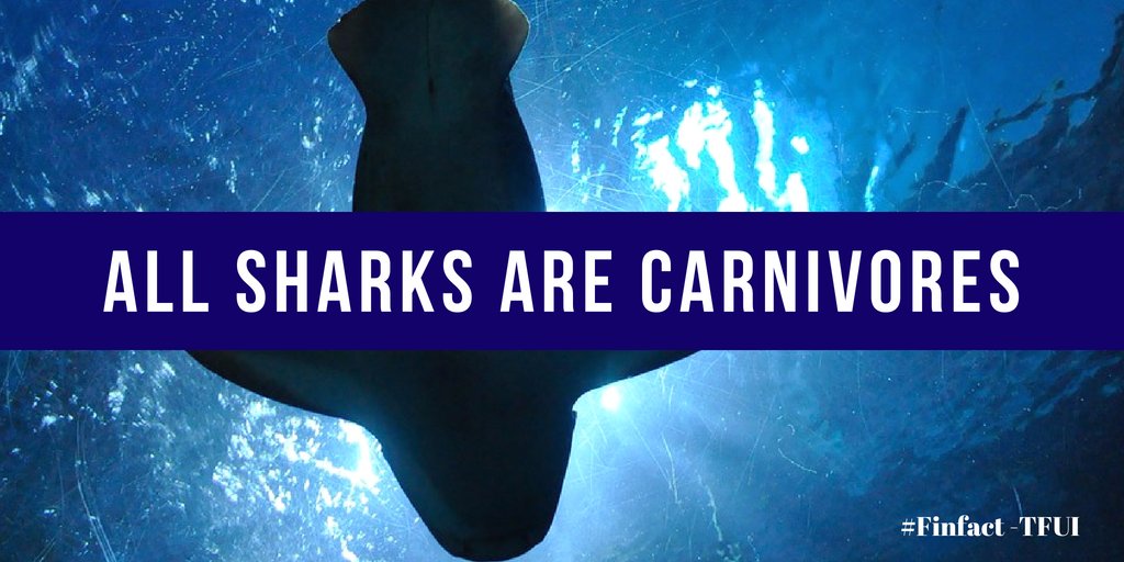 FinsUnited's tweet photo. #Finfact - despite some rumors, all #sharks are carnivores and EAT MEAT. Even the filter feeders, yup. You can read what each individual #diverseshark eats with the #BiteBlog: https://t.co/vhDzXUbLHS https://t.co/OIAkGaCEnB