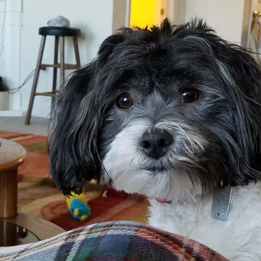 bgabany's tweet photo. Cutest Puppy Ever! https://t.co/kuQQIiimFR