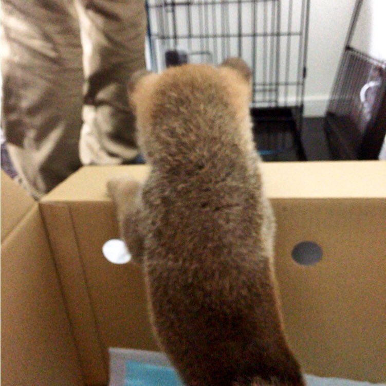 sirashan's tweet photo. こつぶに出会えて本当によかった 。
幸せでいられるように、精一杯頑張ります 。一歳おめでとう 🐶💗 https://t.co/sRQkThAKSb