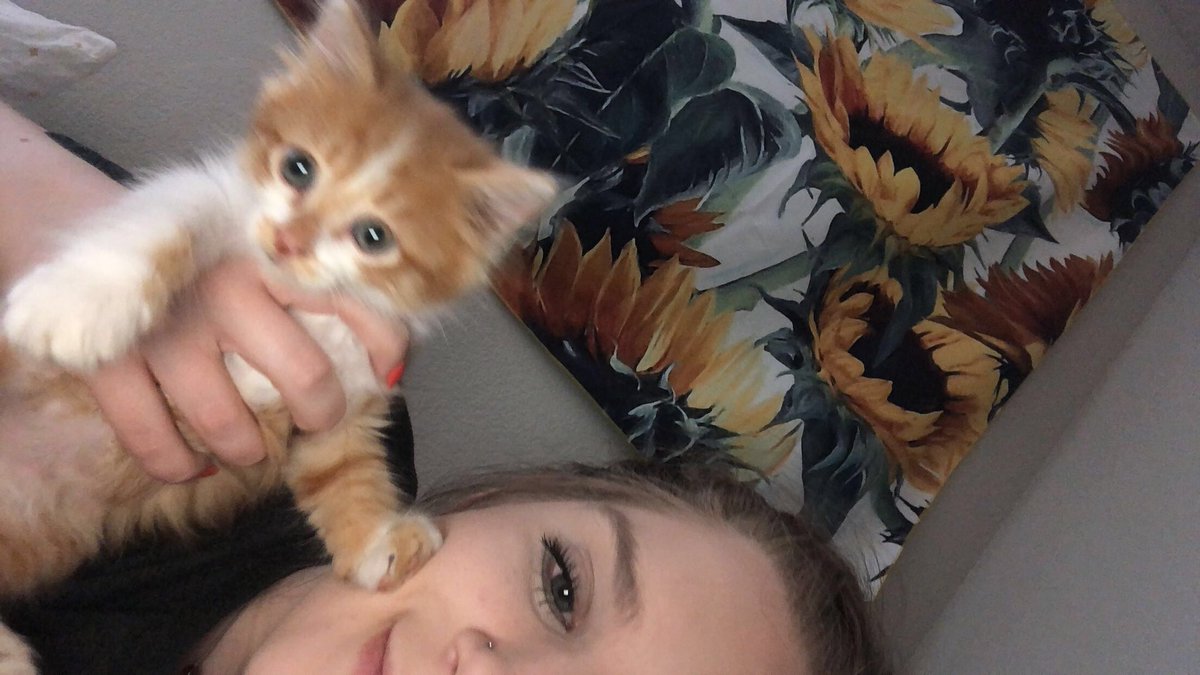 audreywarnerr's tweet photo. just wanted to introduce mango!!! he was found in the middle of the road a few days ago and i couldnt be happier to be his mom https://t.co/2ospV73fQ1