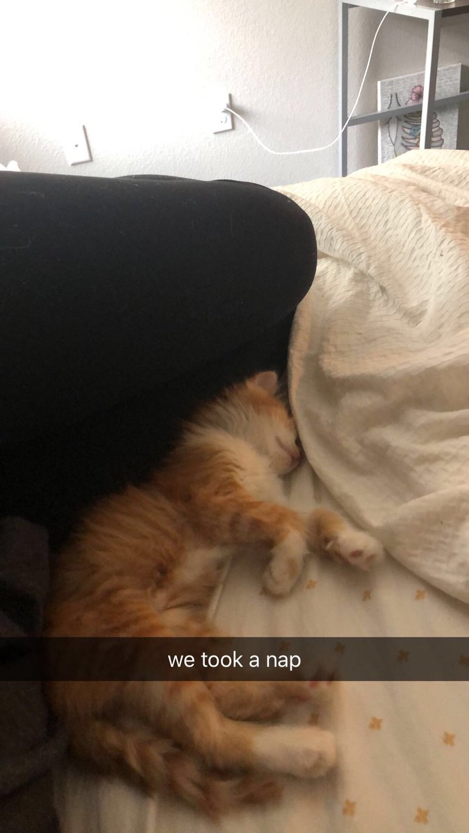 audreywarnerr's tweet photo. just wanted to introduce mango!!! he was found in the middle of the road a few days ago and i couldnt be happier to be his mom https://t.co/2ospV73fQ1