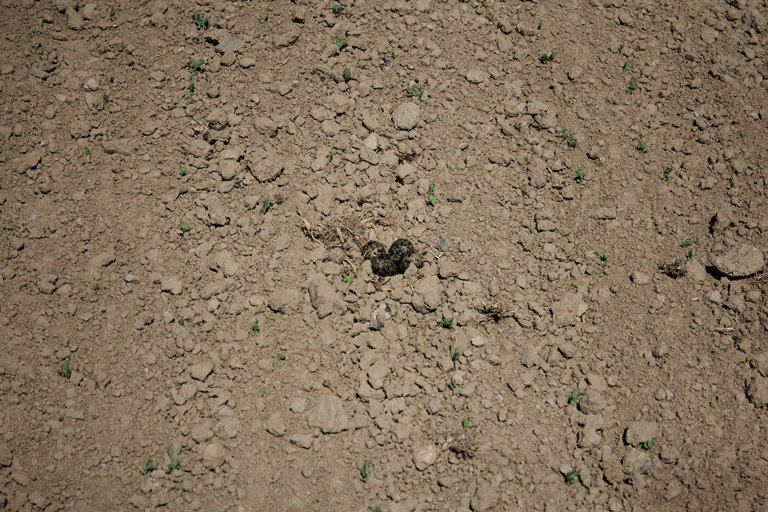 DeWiSt92's tweet photo. Rettung mehrerer Kiebitzeier - das geht, wenn Landwirtschaft und Naturschutz Hand in Hand arbeiten. Ein Traktorist hatte "Vögel mit Antennen" auf dem Feld gemeldet. Die Nester wurden gesucht und abgesteckt. Wir hoffen auf Bruterfolg 💪#landwirtschaft #feldflur #ornithology https://t.co/g4cCfxUEEV