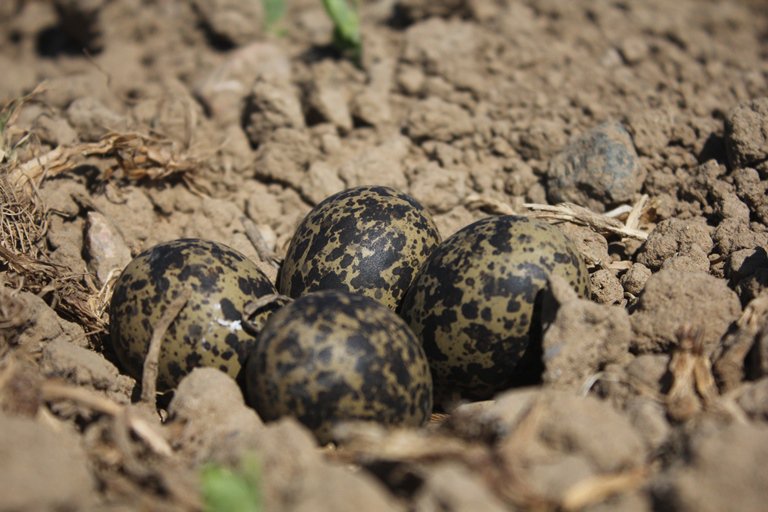 DeWiSt92's tweet photo. Rettung mehrerer Kiebitzeier - das geht, wenn Landwirtschaft und Naturschutz Hand in Hand arbeiten. Ein Traktorist hatte "Vögel mit Antennen" auf dem Feld gemeldet. Die Nester wurden gesucht und abgesteckt. Wir hoffen auf Bruterfolg 💪#landwirtschaft #feldflur #ornithology https://t.co/g4cCfxUEEV