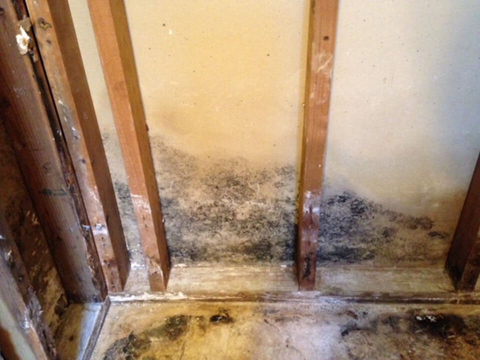 DryTech24's tweet image. You never know what could be behind those wet walls and floors, the first 48 hours are crucial in stopping the spread of mold. Call us 24/7 for any water, flood, or mold damages. 321-368-3399 #DryTech  #HurricaneSeason #WaterDamage #Flood #Mold #Orlando #Melbourne #CentralFlorida