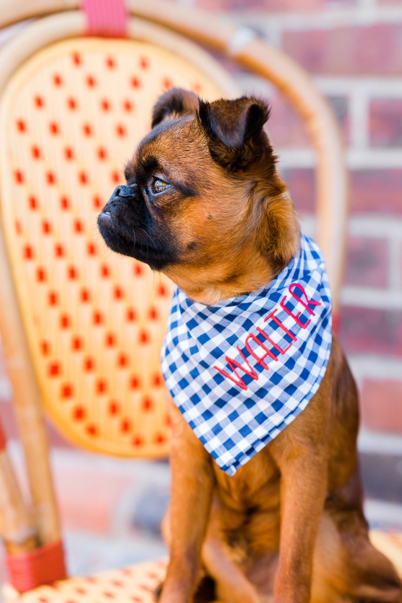 RoverBoutique's tweet photo. When you're this cute you don't look at the camera, the camera looks at you! Custom bandanas launching tomorrow!! (@walter_chestnut_iii) https://t.co/FyhByeYm72