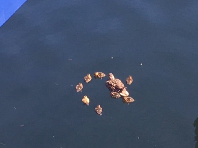 TheKeelUK's tweet photo. π¦ We would like to welcome our newest family to The Keel. Fancy these guys as your neighbours? Give us a call, Stunning 1, 2, and 3 bedroom apartments available for immediate move in. DM us or give the team a call 0151 475 2715 π¦ π‘ #keelconcierge #Waterfront #ducks #Liverpool https://t.co/5mFE8SC4mG