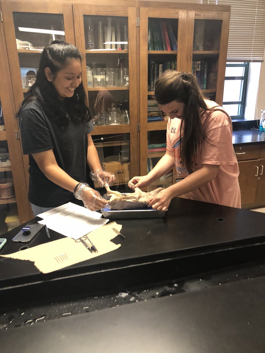 Jmaurer77833's tweet photo. My favorite day of the bio year! #pigdissection #handsonlearning #futuresurgeons @BrenhamHS @BrenhamISD https://t.co/pvFQxn8k6Y