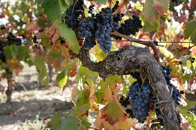The #vines that make @bodegascarlosserres #wines were planted between 1980 and 2014. #OldVines @riojawine  

instagram.com/p/BizTzh5gAAo/