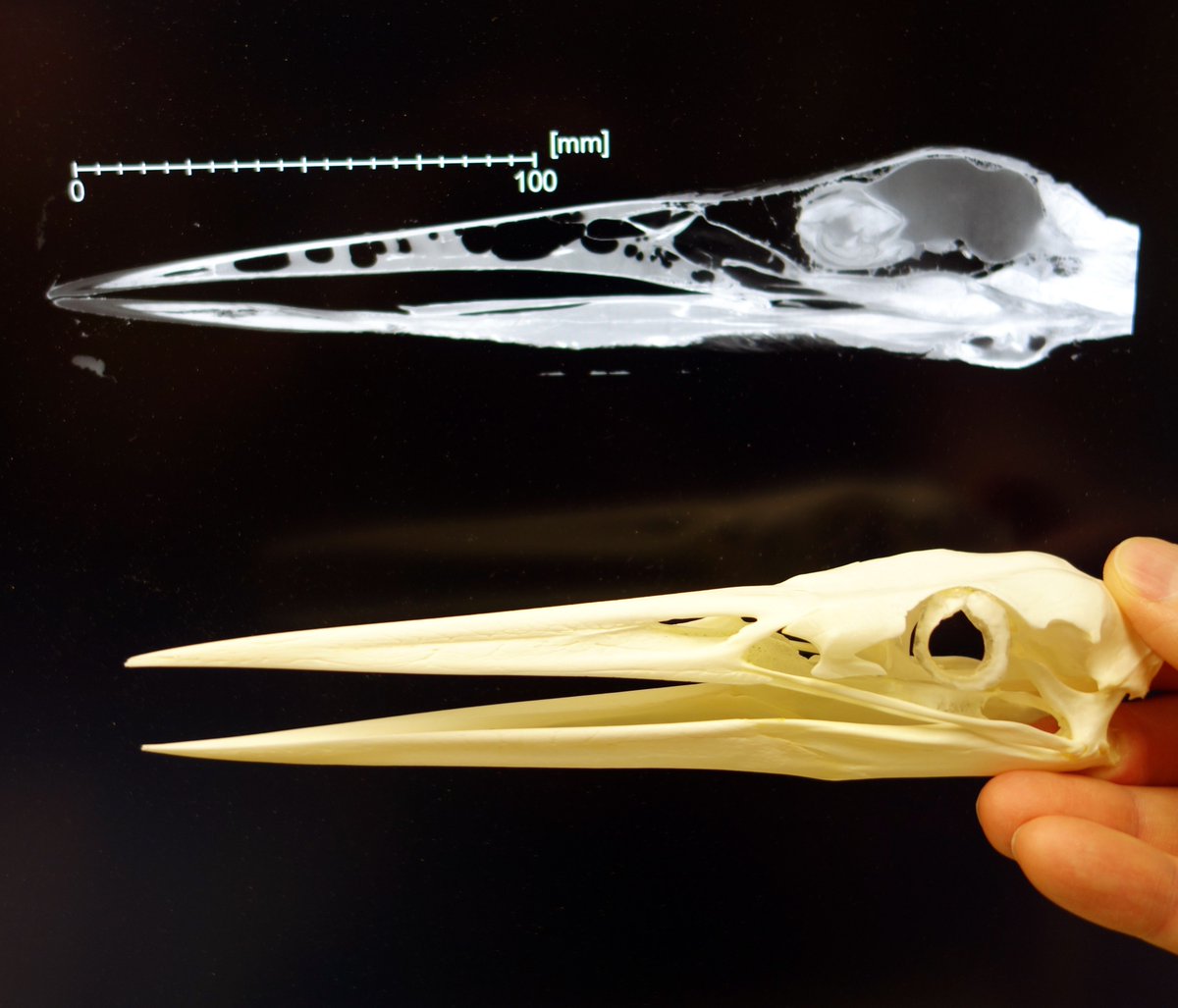 WitmerLab's tweet photo. #TomographyTuesday One benefit of doing #spiceCT with unfixed material is that you can then skeletonize the specimen, as with this great blue heron (OUVC 10848). We're usually after the bony correlates of the soft tissues, so having a nice skull from the exact same guy is key. https://t.co/B2AaWoIDrV