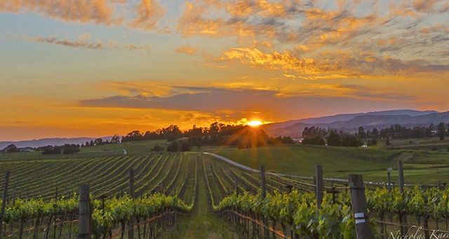 WineBizIntel's tweet photo. One of my fave spot for a Sunrise......to the north the clouds were too thick but fortunately I found a spot where the sun could break through.....&amp; stop time. Hope you all have a magnificent day!🥂.
.
.
.
. . #aboutthe🍷 #allaboutwine #allnatureshot #country_features #canonus… https://t.co/4ZF3OmSvwk