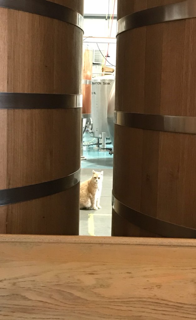 El Gato Grande tweet media