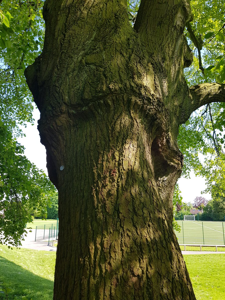 Fantastic example of a old graft. This lime is a good 22m tall. The graft seems strong