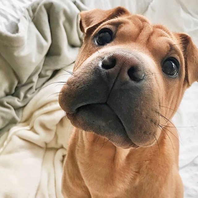 Flantasma1's tweet photo. miren lo que es este perrito lpm https://t.co/wHGizT1LFt