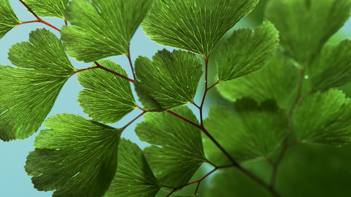 "Green" from Director @JonathanBregel is a visual meditation film for those who seek calm in the midst of their busy lives.  The intent is to provide a little massage for the soul.  vimeo.com/269876896