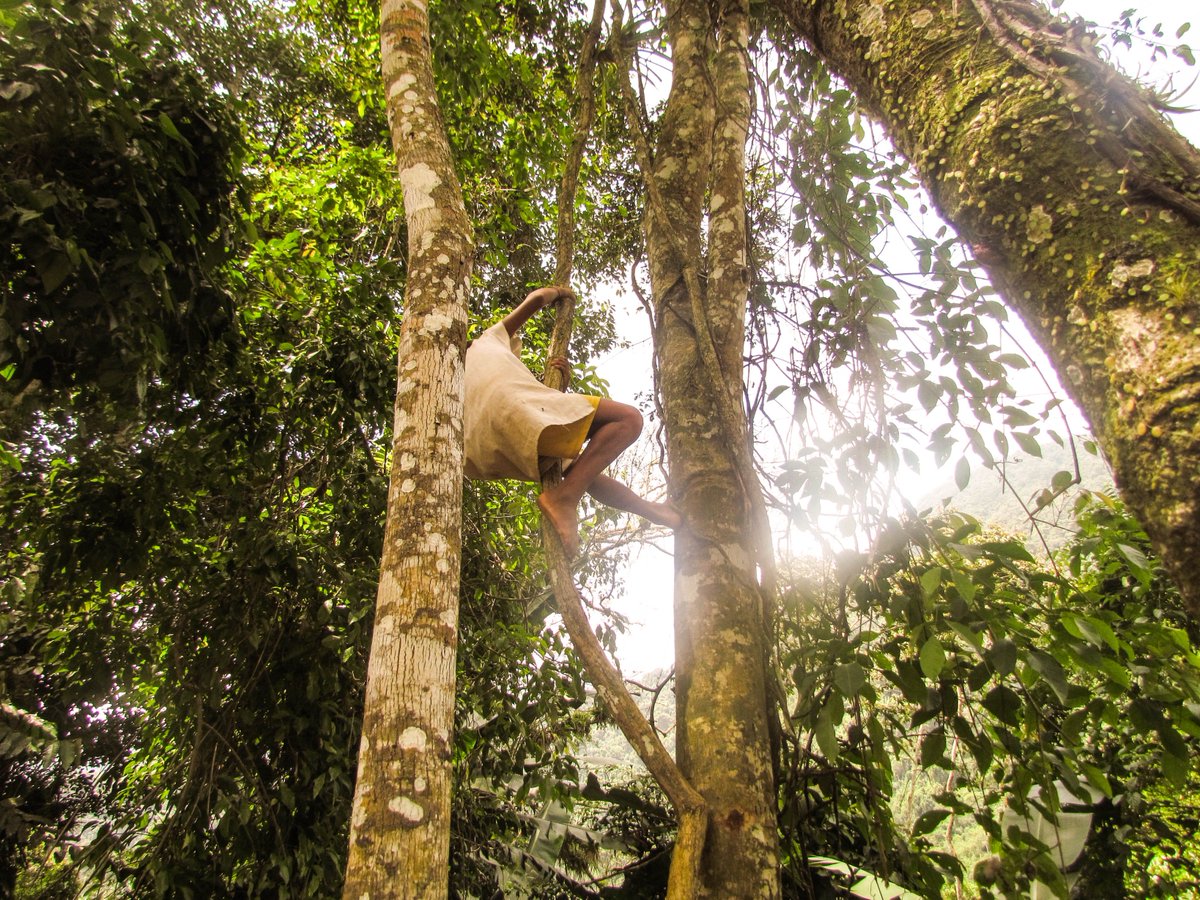 ariadnavalls_'s tweet photo. Fernando jugant entre arbres a la selva colombiana #tyrona #SantaMarta #Colombia https://t.co/rWLJaLVl86