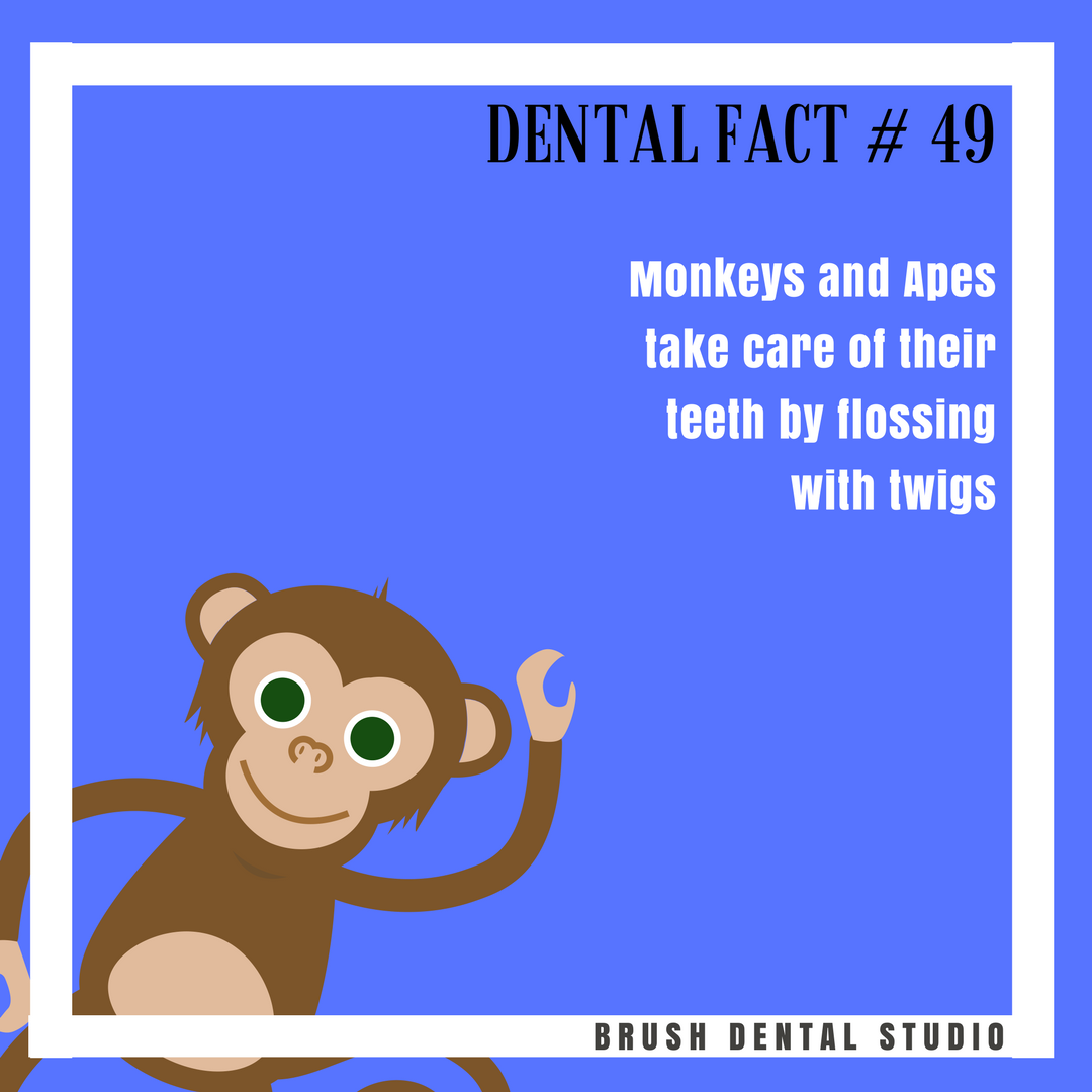BrushDental's tweet photo. Happy Toothsday! https://t.co/GsQDPTtHCC