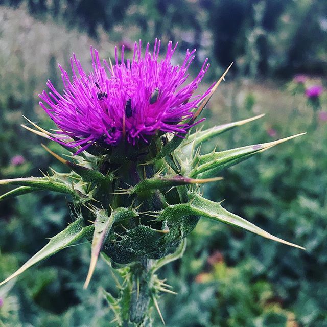 When you see green and purple in a see of yellow weeds you have to take a picture. 
#hike #hikingbuddies #hiking #hikevibes #hikingbuddy #hikingadventures #adventure #adventurebuddy #adventuretime #adventurebuddie #trail #trails #purpleweed #purple #purp… ift.tt/2rJPxgR