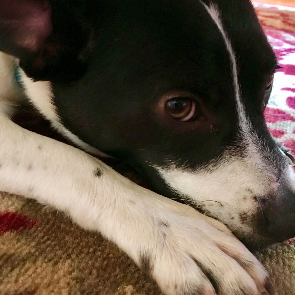 ThingsOfBing's tweet image. Meet Chloé, our sweet new rescue dog. Today I had to pull a piece of blanket out of her. 😂😩 #roughage