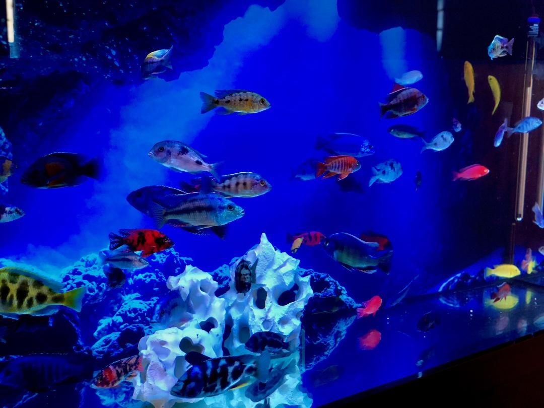 AquaMajestic's tweet photo. Great display tank! #displaytank #tank #fish #fishlove #aquarium #Australia #Sydney #photo #photography https://t.co/qChspDMOXS