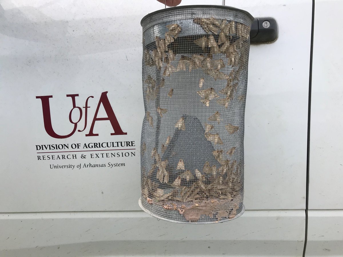 Gus Lorenz tweet media