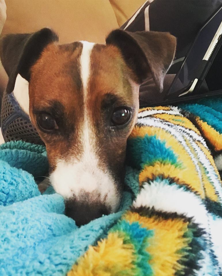 PetGuideUSA's tweet photo. Wishing a happy birthday to the dat boy Dimitri!
We want to feature YOUR #pets too!
Upload a photo: https://t.co/vGyK35Yz7S
#ThePetGuide #JackRussell #PetPics #dogs #puppy https://t.co/FyS61bTTVk