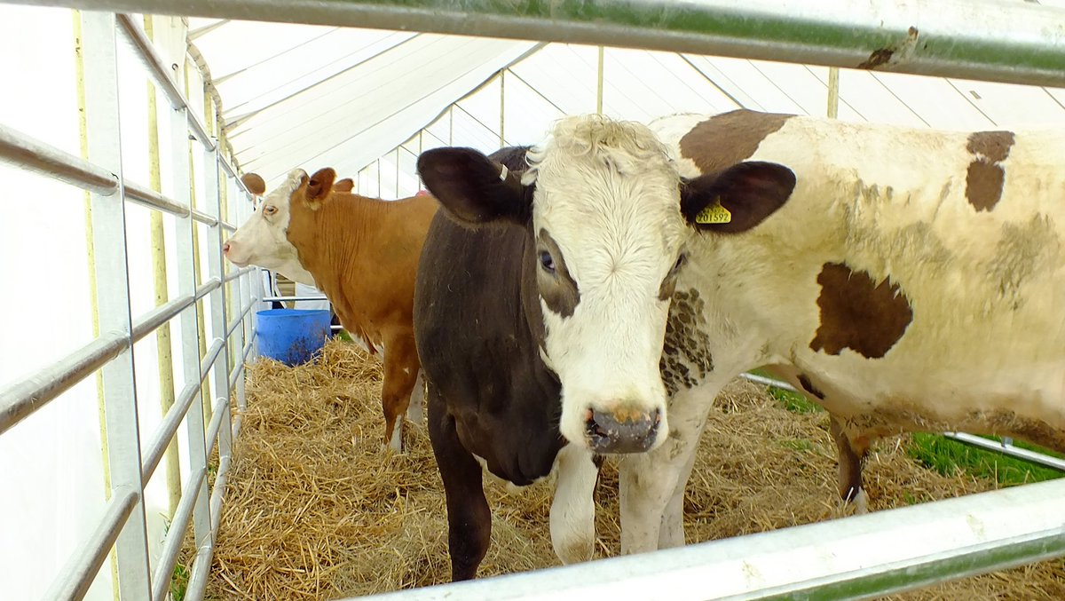 Cowpie Country Show tweet media