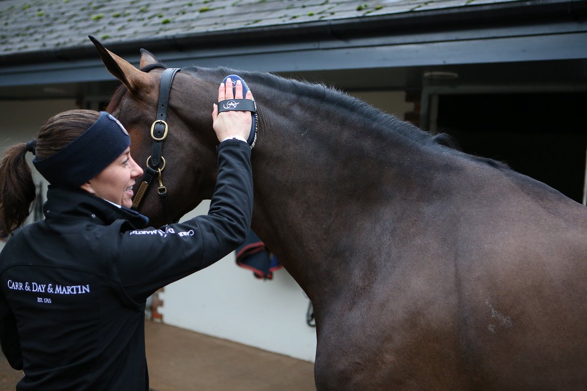 As responsible horse owners it is our duty of care to groom our horses every day to promote good skin and coat health. Here we can see our Brand Ambassador @CSJDujardin grooming the beautiful Freestyle!