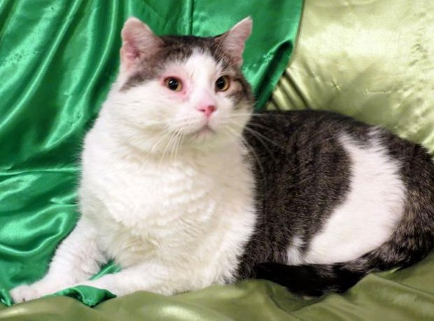 stray_haven's tweet photo. My name is Cy. I'm a big 5 year old boy who was rescued from Jefferson County Animal Control when my time was up. I am #FIV positive, but it really isn't a big deal; I can live a long life with other cats. Please email my foster mom at havenforhomeless@sbcglobal.net.
#dontfearFIV https://t.co/4ggilGqmOY