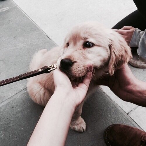 GangOfAnimals's tweet photo. https://t.co/4za88DeFen