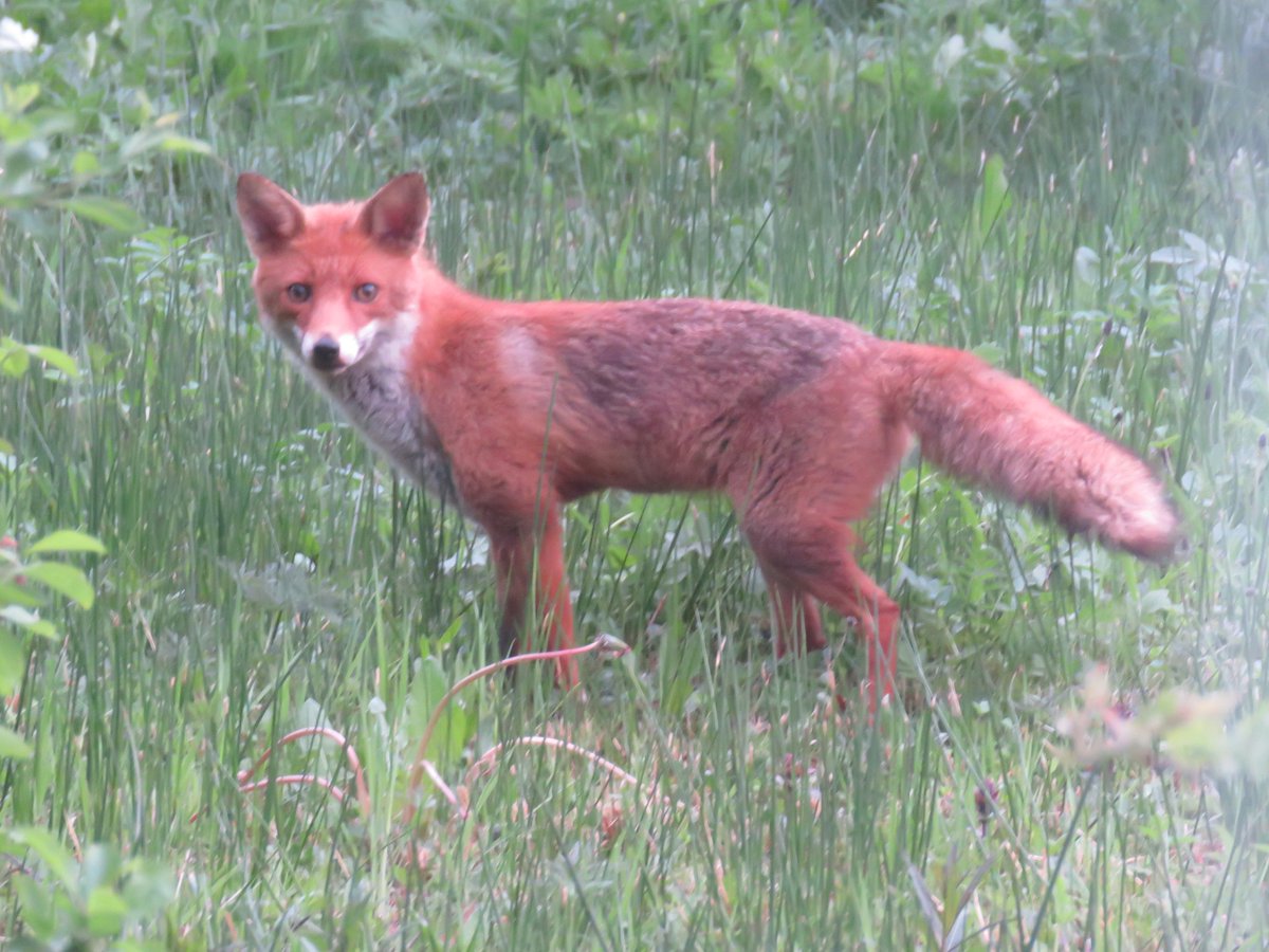 Staring in at me from the garden just now. Lovely surprise. Brief encounter! #lovefoxes