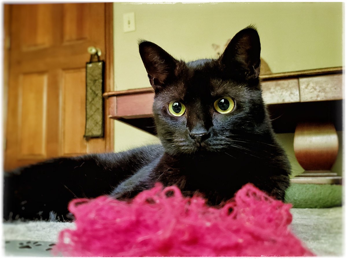WyattMarlo's tweet image. I want to play with my toy, but as soon as I do Buffy will probably grab it. I feel like she is watching me. --Humphrey (foster).
#CatToyIssues #TheRedOne #CatsOfTwitter #blackcat