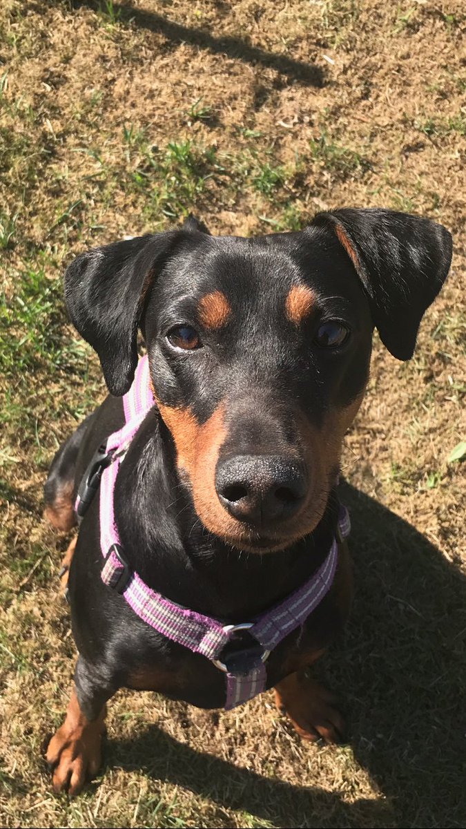 HappyDogsDagis's tweet photo. Zelda, välkommen till vår hunddagisfamilj! https://t.co/uqsauwee67