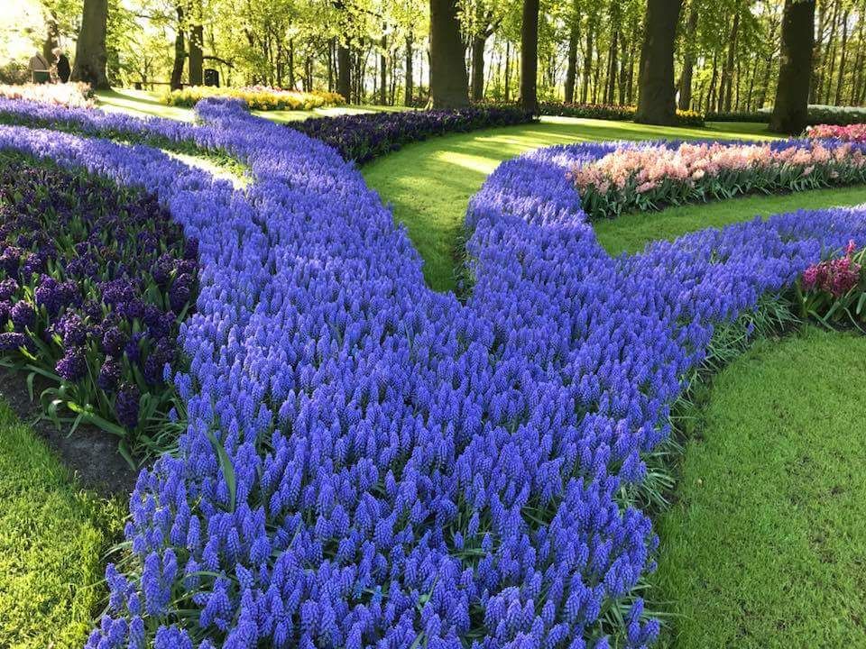 naturehills's tweet image. Can you name that blue flowering plant? #namethatplant