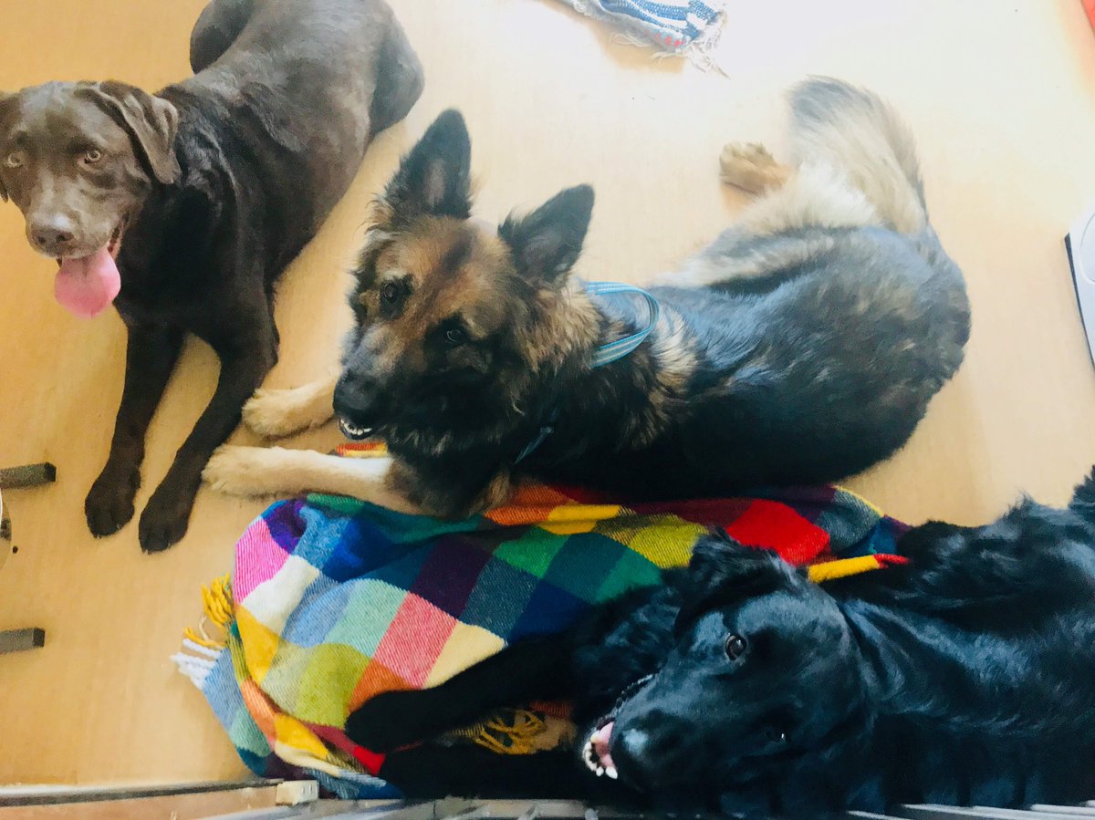 HappyDogsDagis's tweet photo. Wille, Ariel och Gimli tar en paus. https://t.co/y5CWWKwNcn