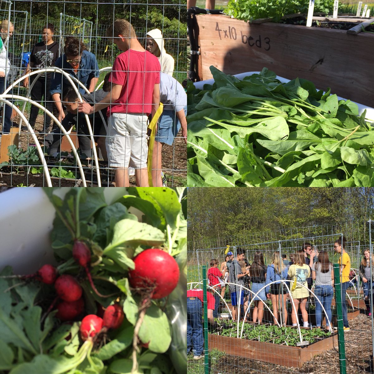First harvest from the High School garden!  Thank you Backyard Farm! #PLSAS