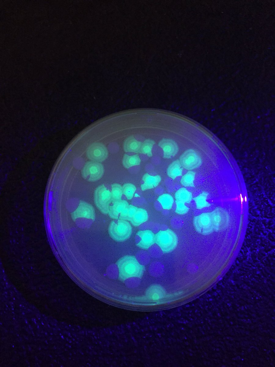 KuehnScience's tweet photo. Not perfect results, but we had successful transformations! @BioRadEducation @LuxCascoHS  #wearespartans #apbio https://t.co/HpkpnLAQ8E