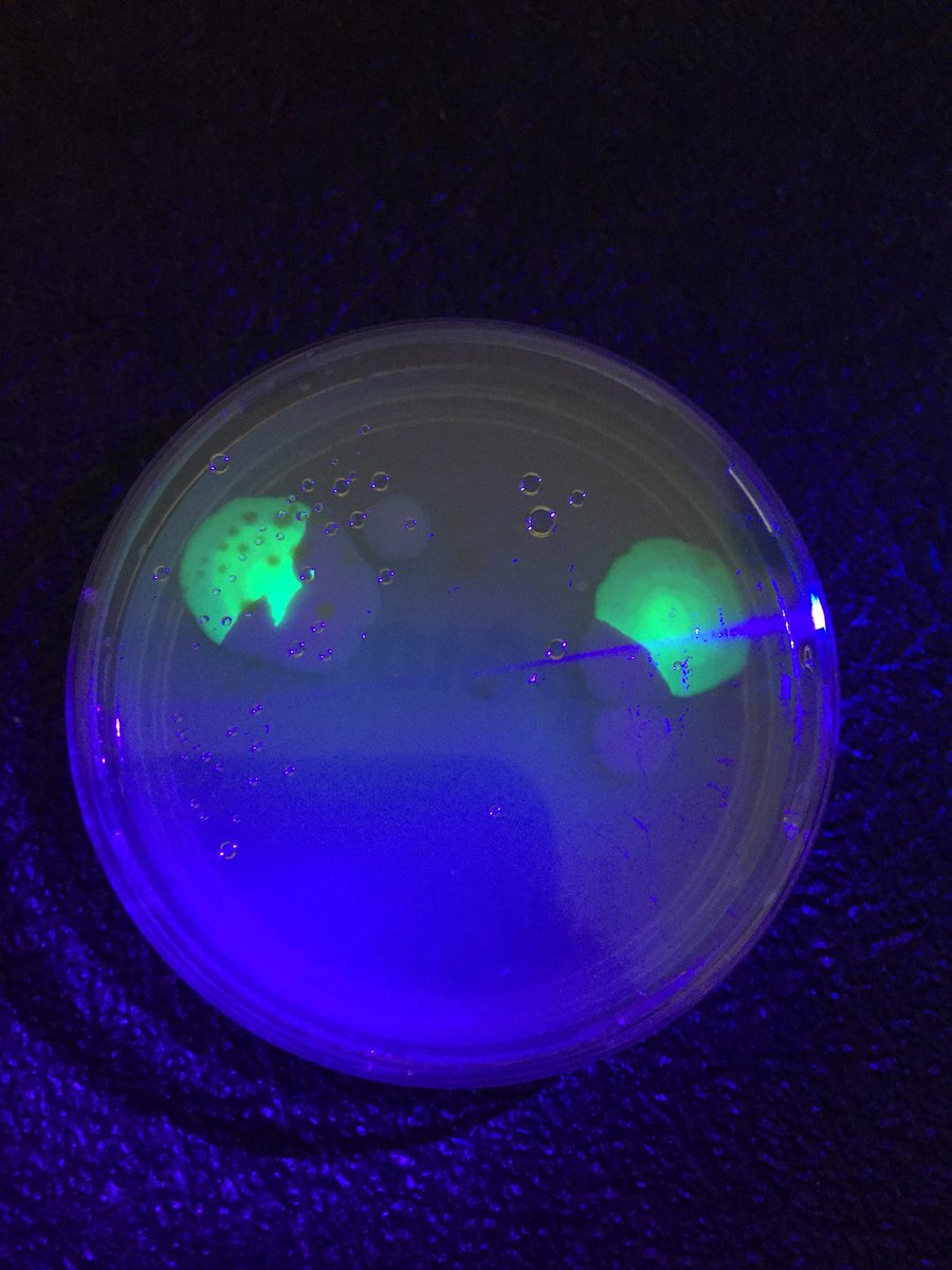 KuehnScience's tweet photo. Not perfect results, but we had successful transformations! @BioRadEducation @LuxCascoHS  #wearespartans #apbio https://t.co/HpkpnLAQ8E