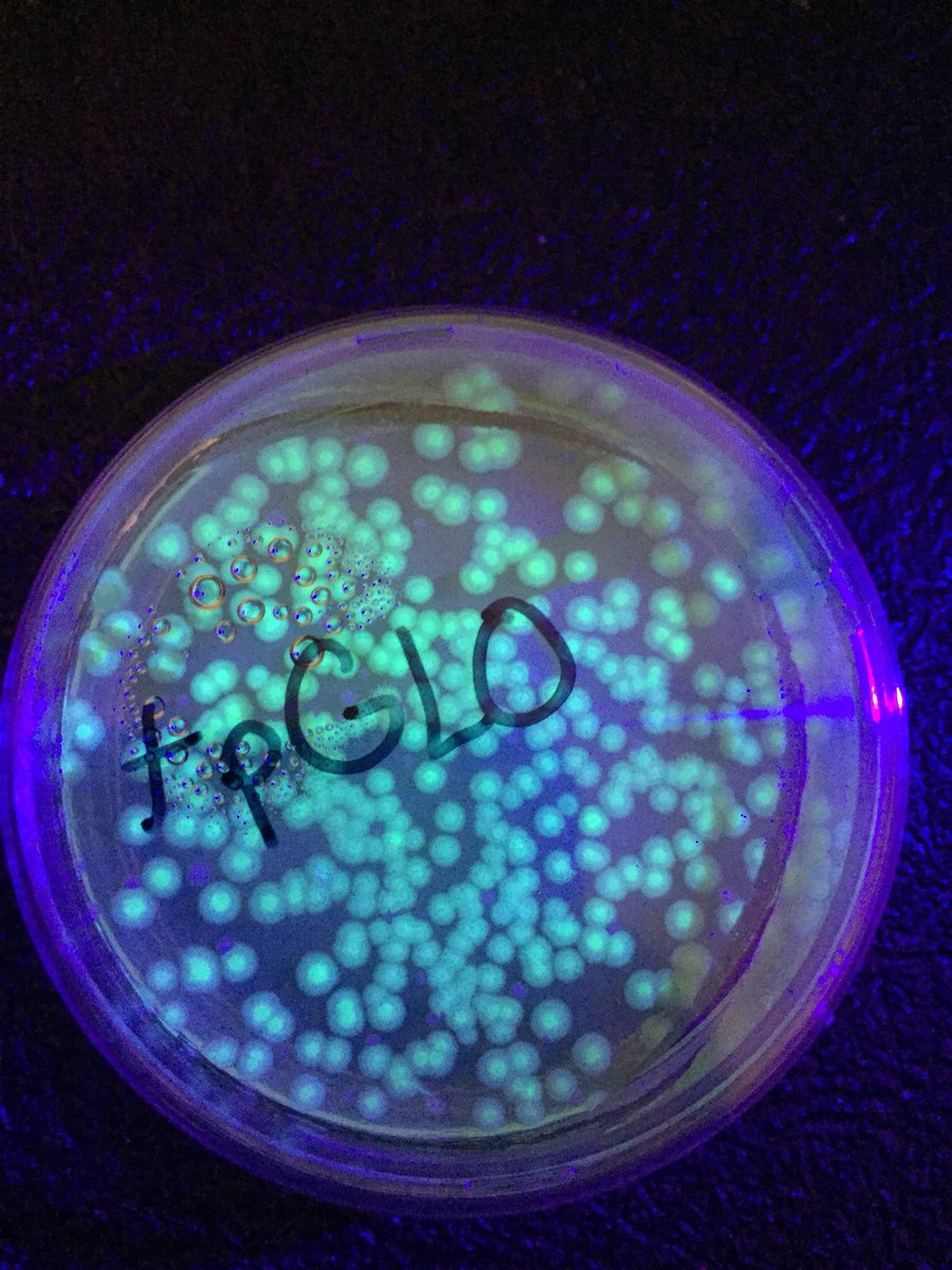 KuehnScience's tweet photo. Not perfect results, but we had successful transformations! @BioRadEducation @LuxCascoHS  #wearespartans #apbio https://t.co/HpkpnLAQ8E