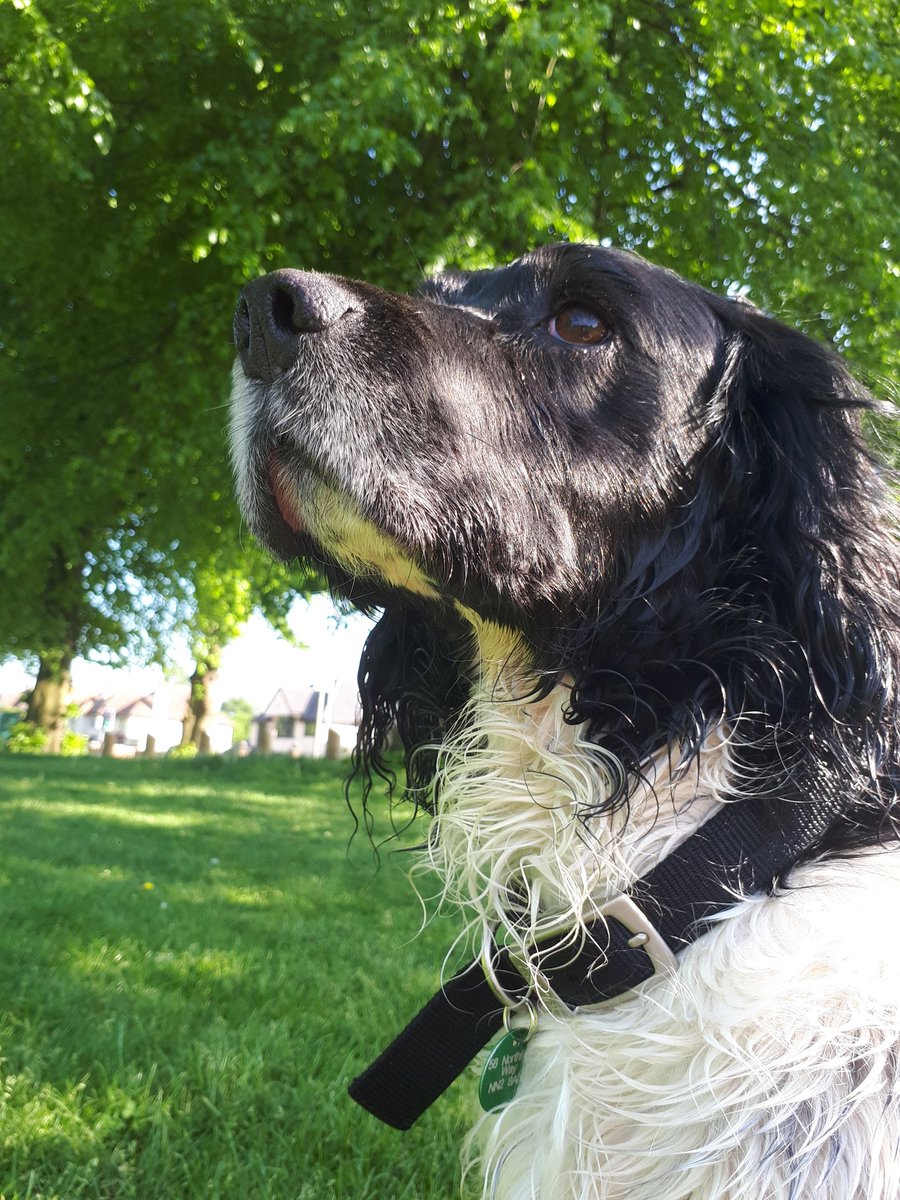 Valuable wisdom from Murphy to end my day #assetcoaching with <a href="/maydaytrust/">Mayday Trust</a> "if only the system would treat individuals like I do, non-judgemental, unconditional #pawsitive regard,great listener, will not discriminate (unless you're rabbit), intuitive &amp; gives you 100% attention"