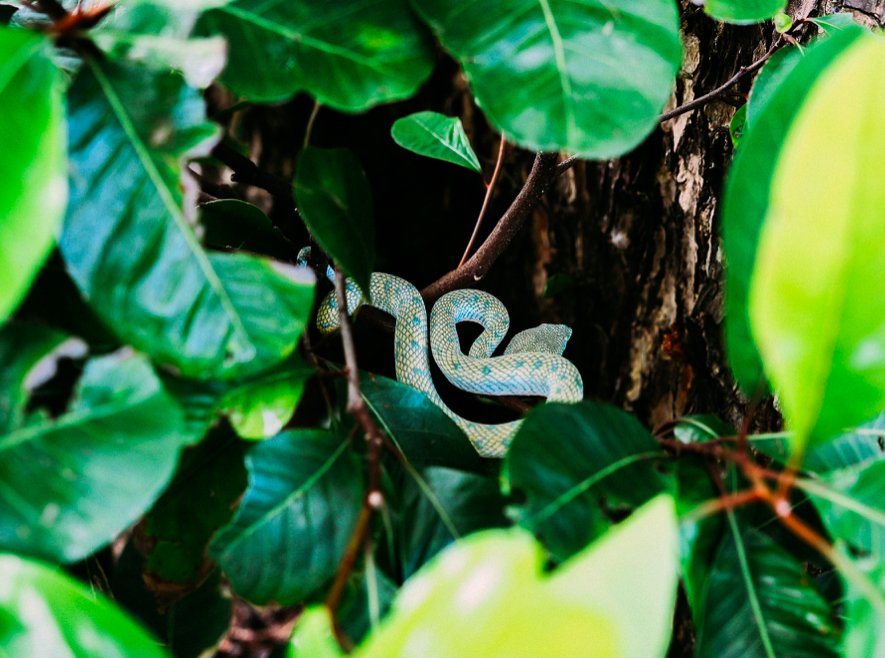 irefmag's tweet photo. i-ref in Malaysia: Welcome to the Jungle! Lest hier Martins unvergessliche Reise in die Tiefen des Regenwaldes🐒🐍🐊: https://t.co/m3UR8zcgB3
#irefDiscover | #malaysia | #tourismmalaysia | @TourismMalaysia | @SingaporeAir | #FlySQ | #SingaporeAir | BakoNationalPark | *Anzeige https://t.co/R9q9o8rHpf