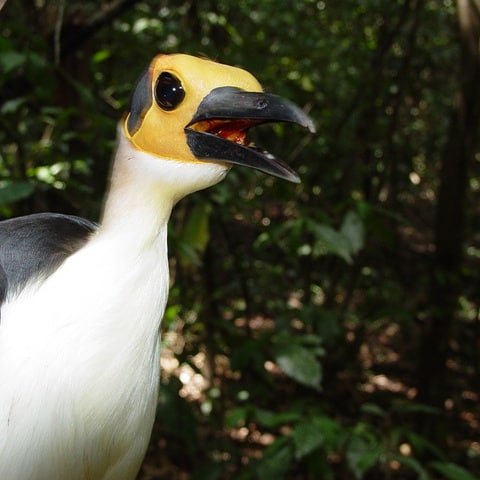 TourGhana2's tweet image. ASUMURA, WHITE NECKED ROCK FOWL CONSERVATION.Located in the forests of Asumura near Akrodie in the Brong Ahafo Region, is the home of a very rare species of birds which is considered as one of Africa’s most desirable birds by birders. #tourghana #tour #nature