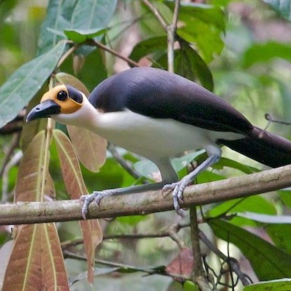 TourGhana2's tweet image. ASUMURA, WHITE NECKED ROCK FOWL CONSERVATION.Located in the forests of Asumura near Akrodie in the Brong Ahafo Region, is the home of a very rare species of birds which is considered as one of Africa’s most desirable birds by birders. #tourghana #tour #nature