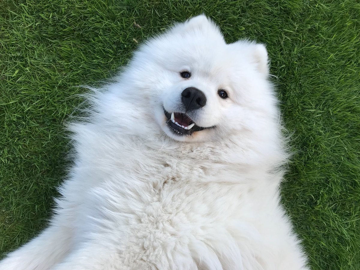 How cute is our dog ! #samoyed