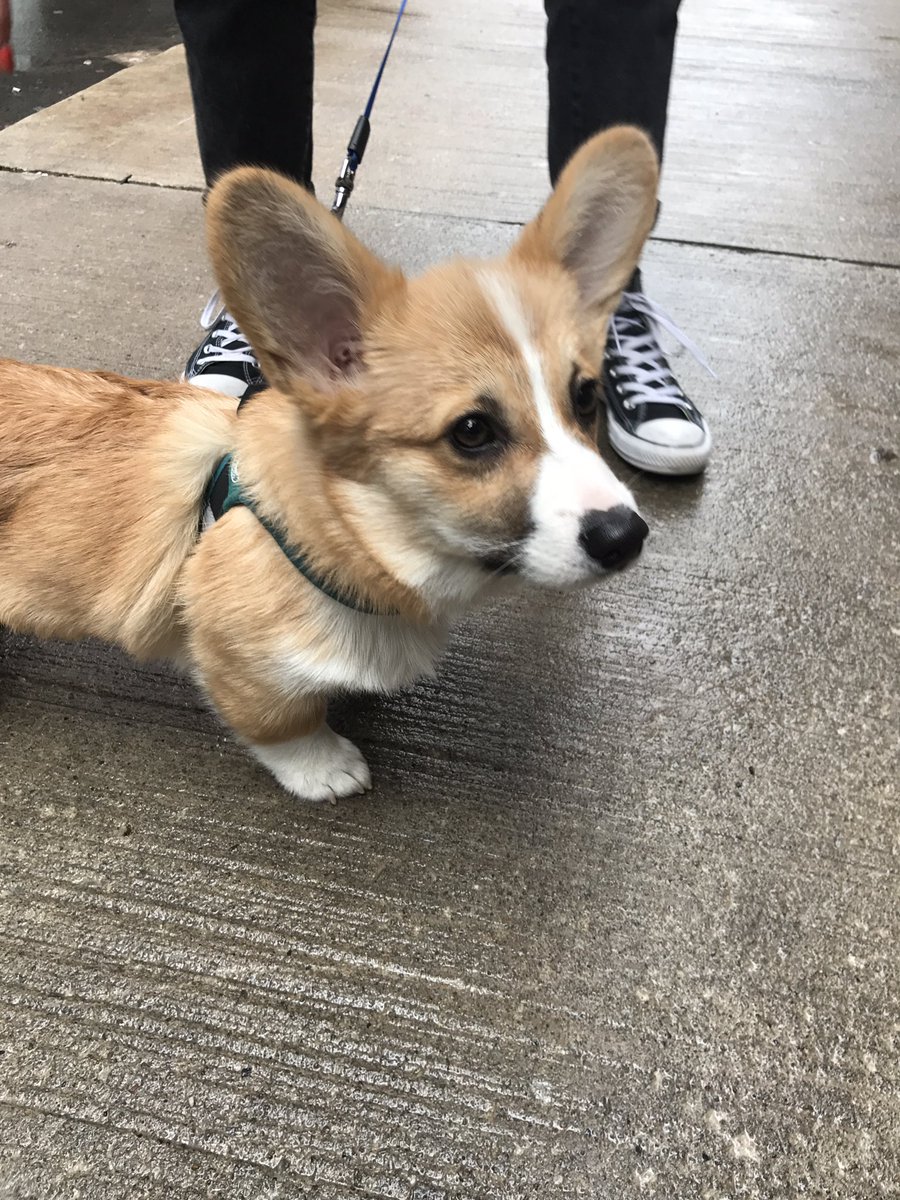 spotted corgi